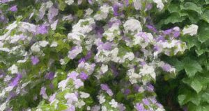 [アートNFT] White And Purple Flowers（白と紫の花）