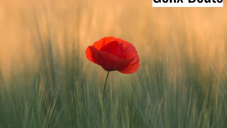 Do You Remember