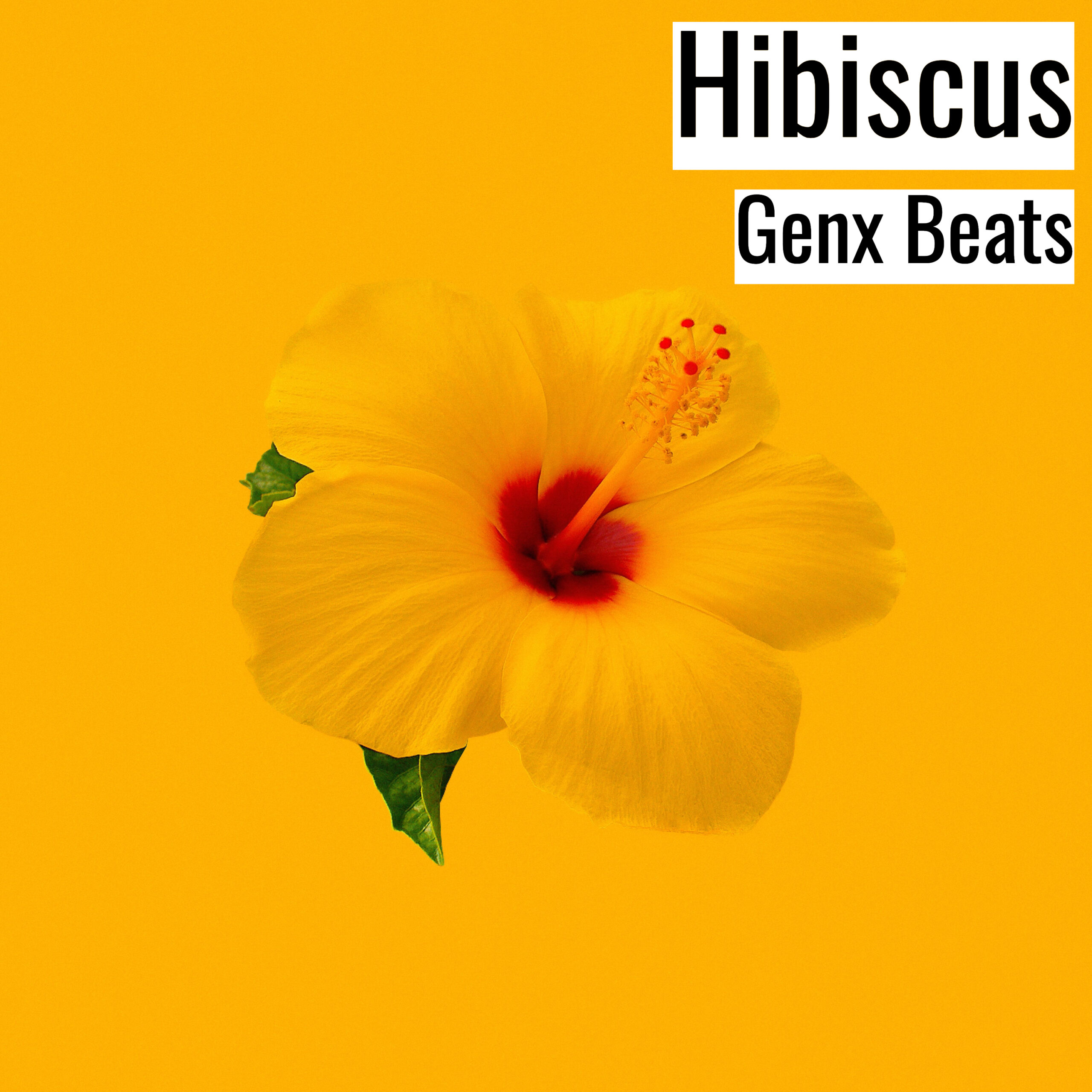 Hibiscus scaled