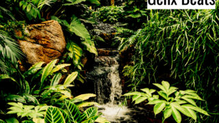 Sound Jungle