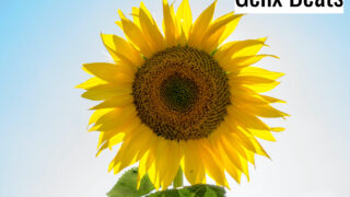 Sunshine