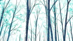 Forest Sketch