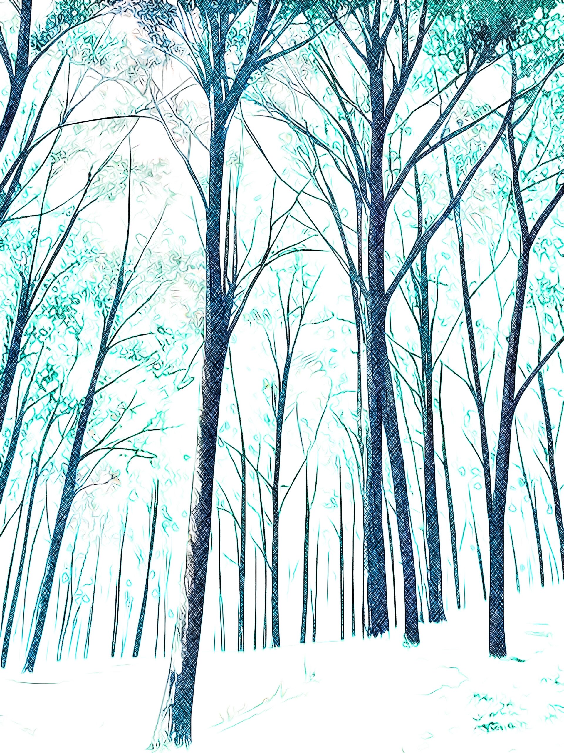 Forest Sketch scaled