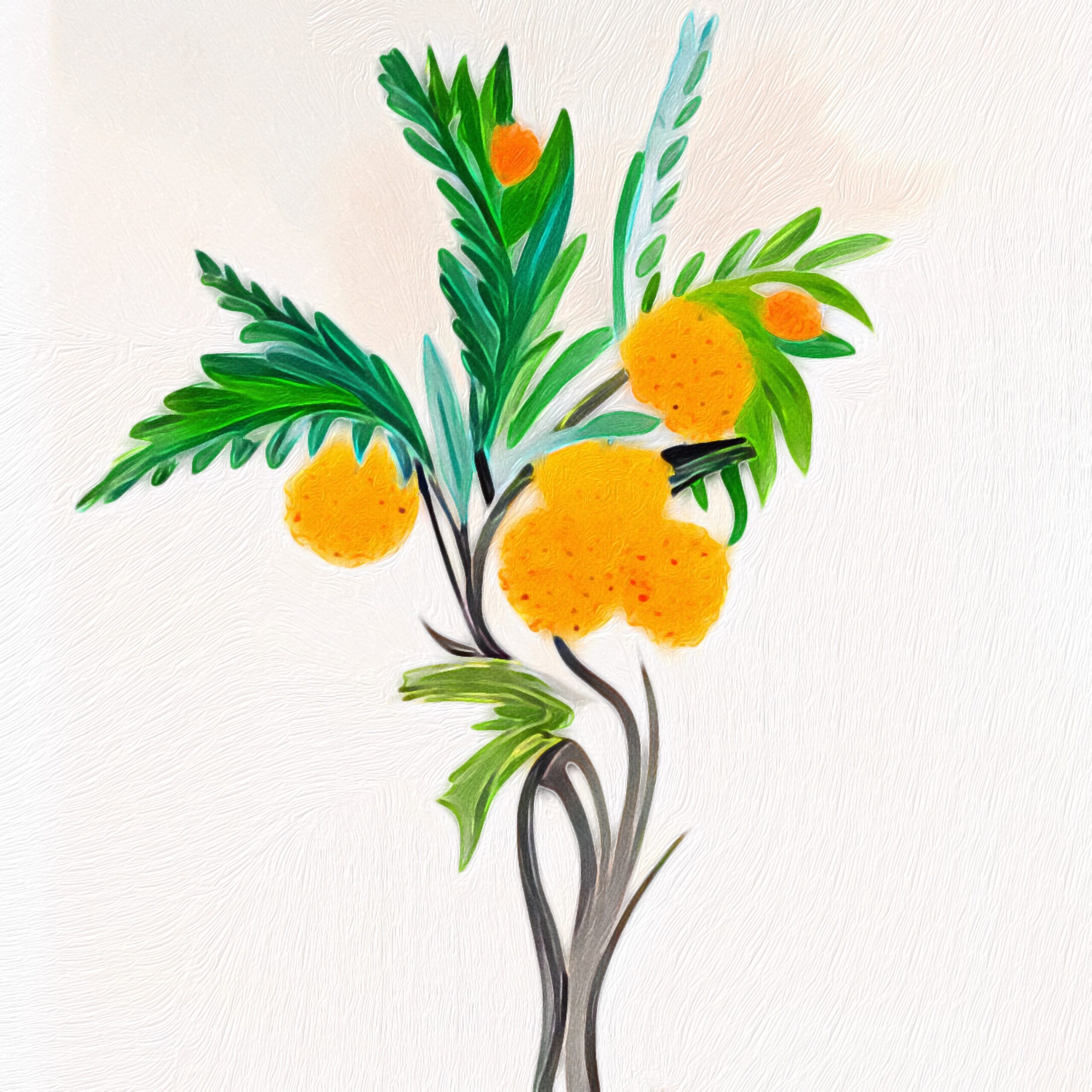 Mimosa Illustration scaled