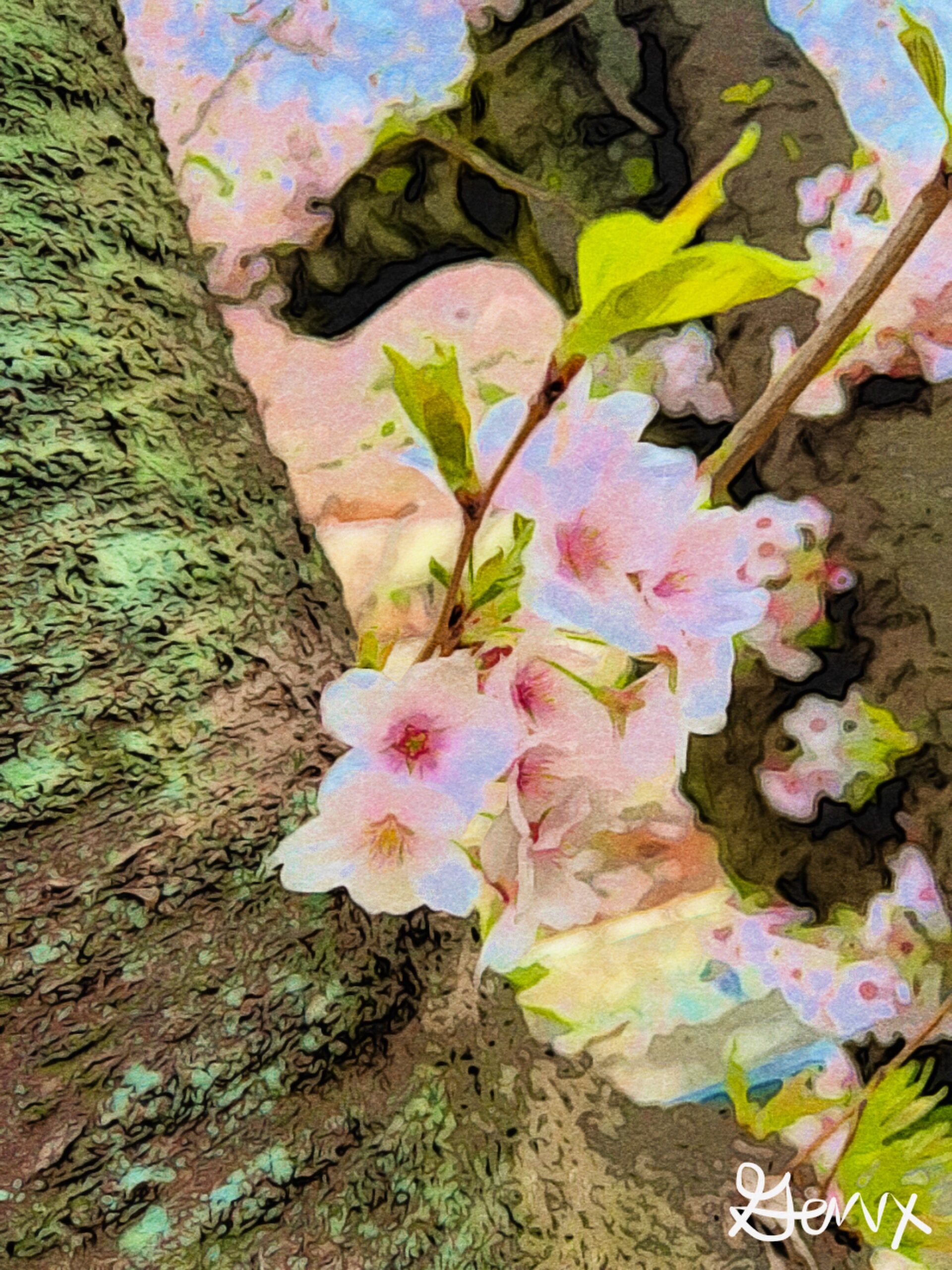 cherryblossom scaled