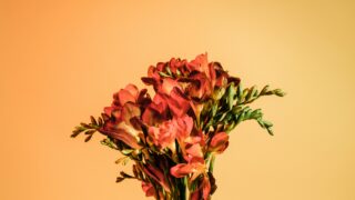 behnam norouzi zNcEBHCPwq0 unsplash