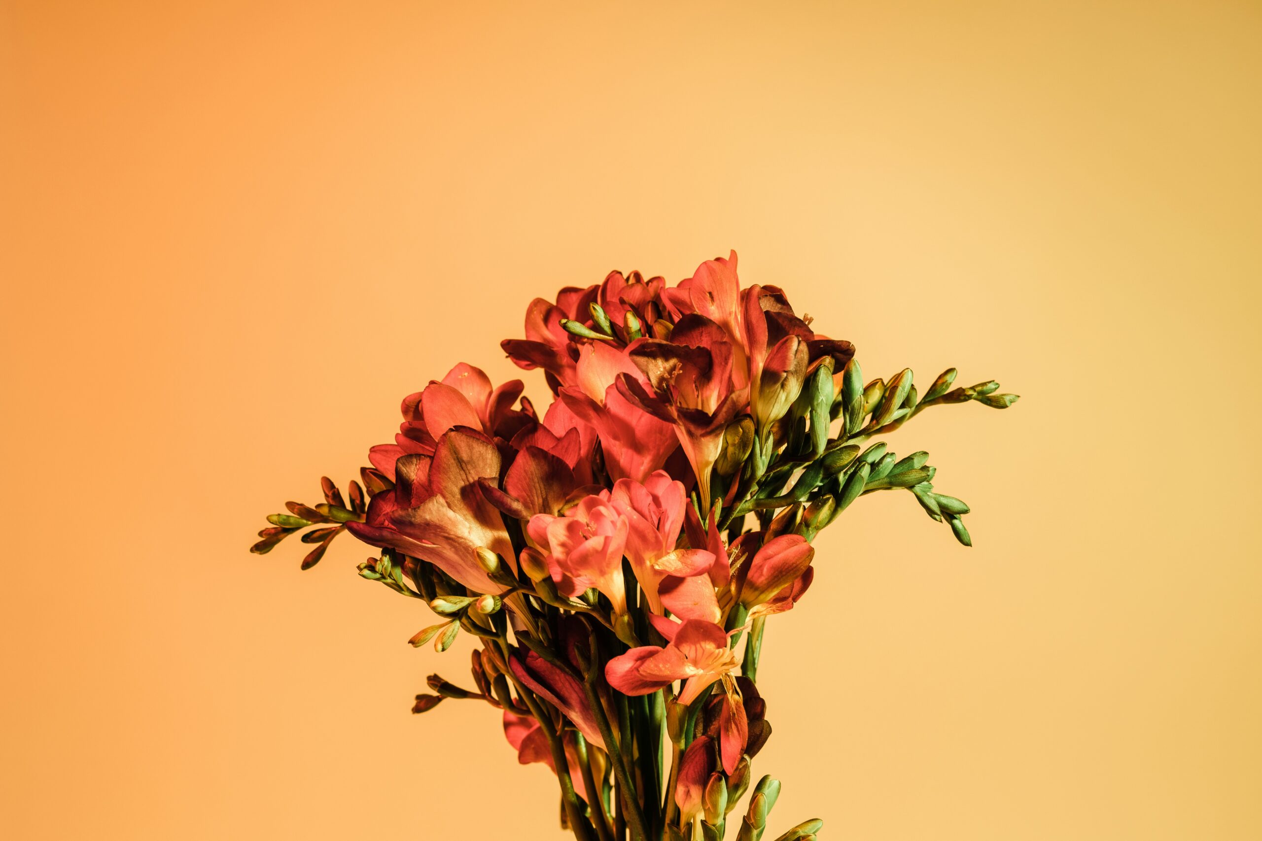 behnam norouzi zNcEBHCPwq0 unsplash scaled
