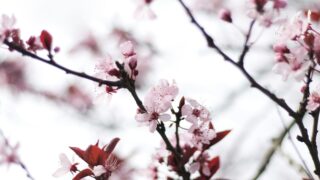 cody chan eJKwOclHPrk unsplash