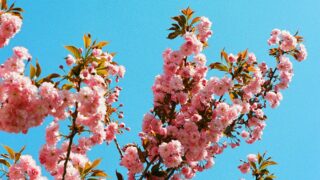constantin popp 1MaKqIiyemI unsplash