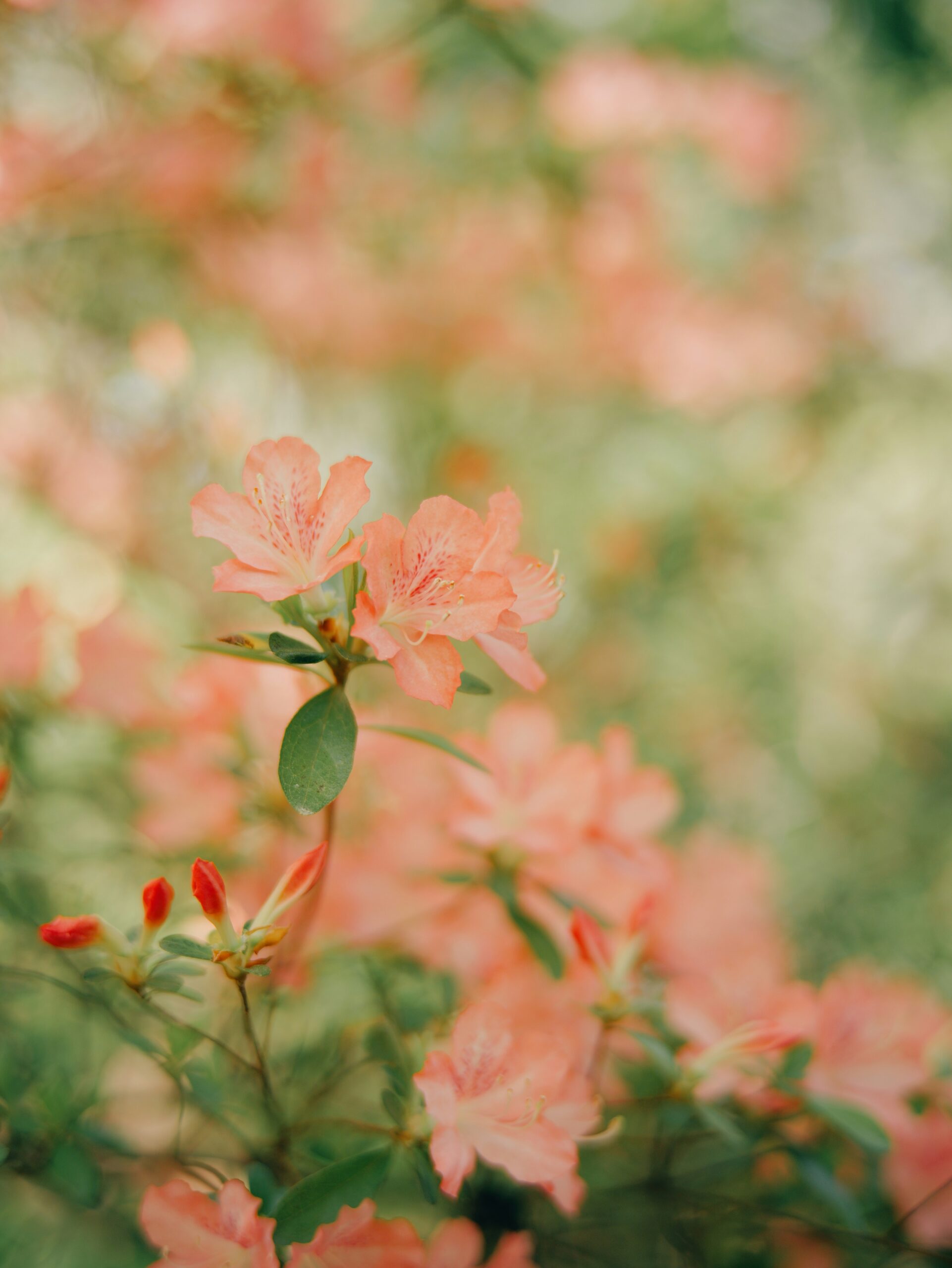 aaron burden OA6OuqfSWew unsplash scaled