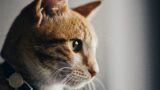 alex nicolopoulos hxn2HjZHyQE unsplash