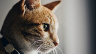 alex nicolopoulos hxn2HjZHyQE unsplash