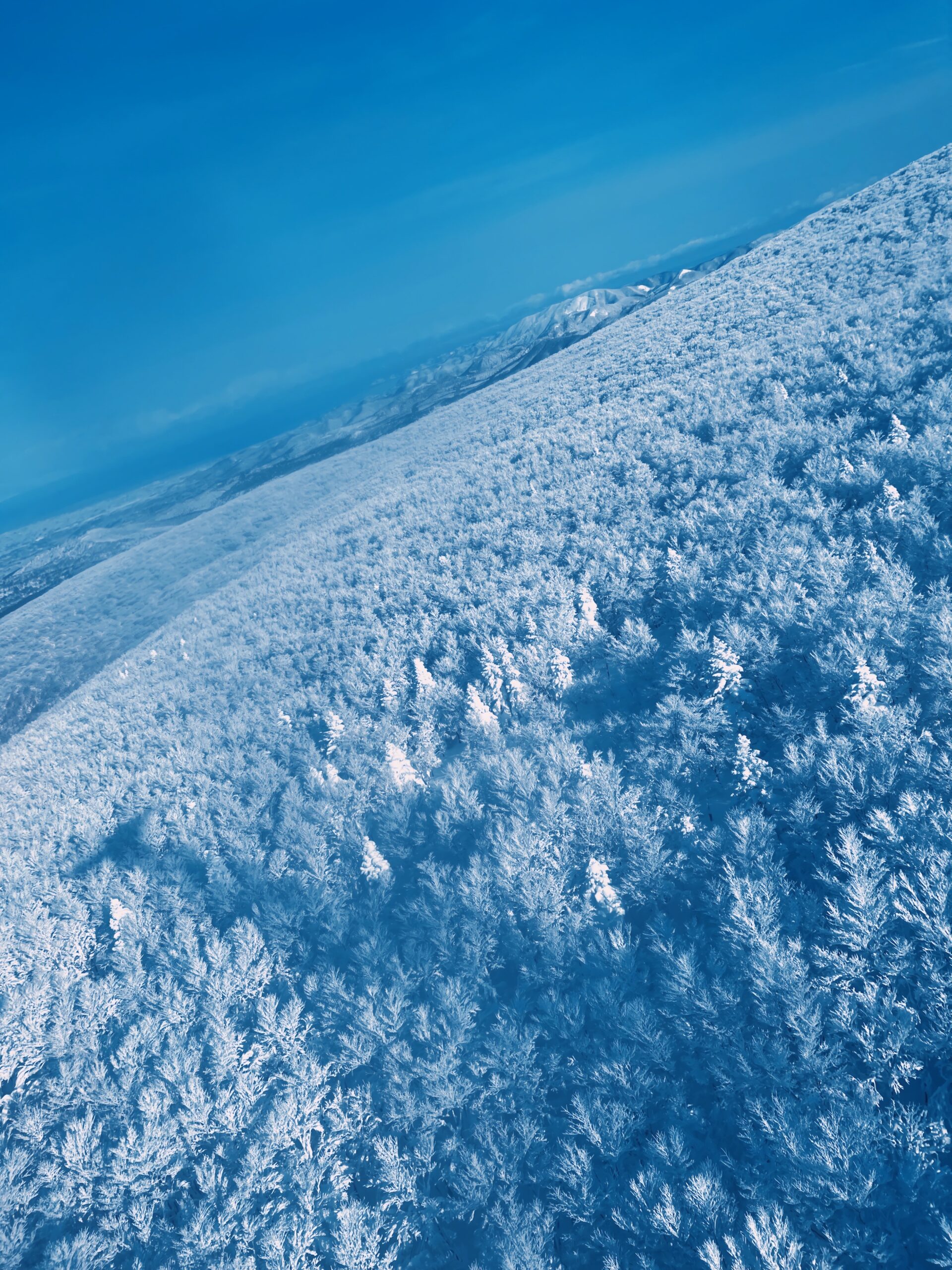[Art] Ice Covered Trees