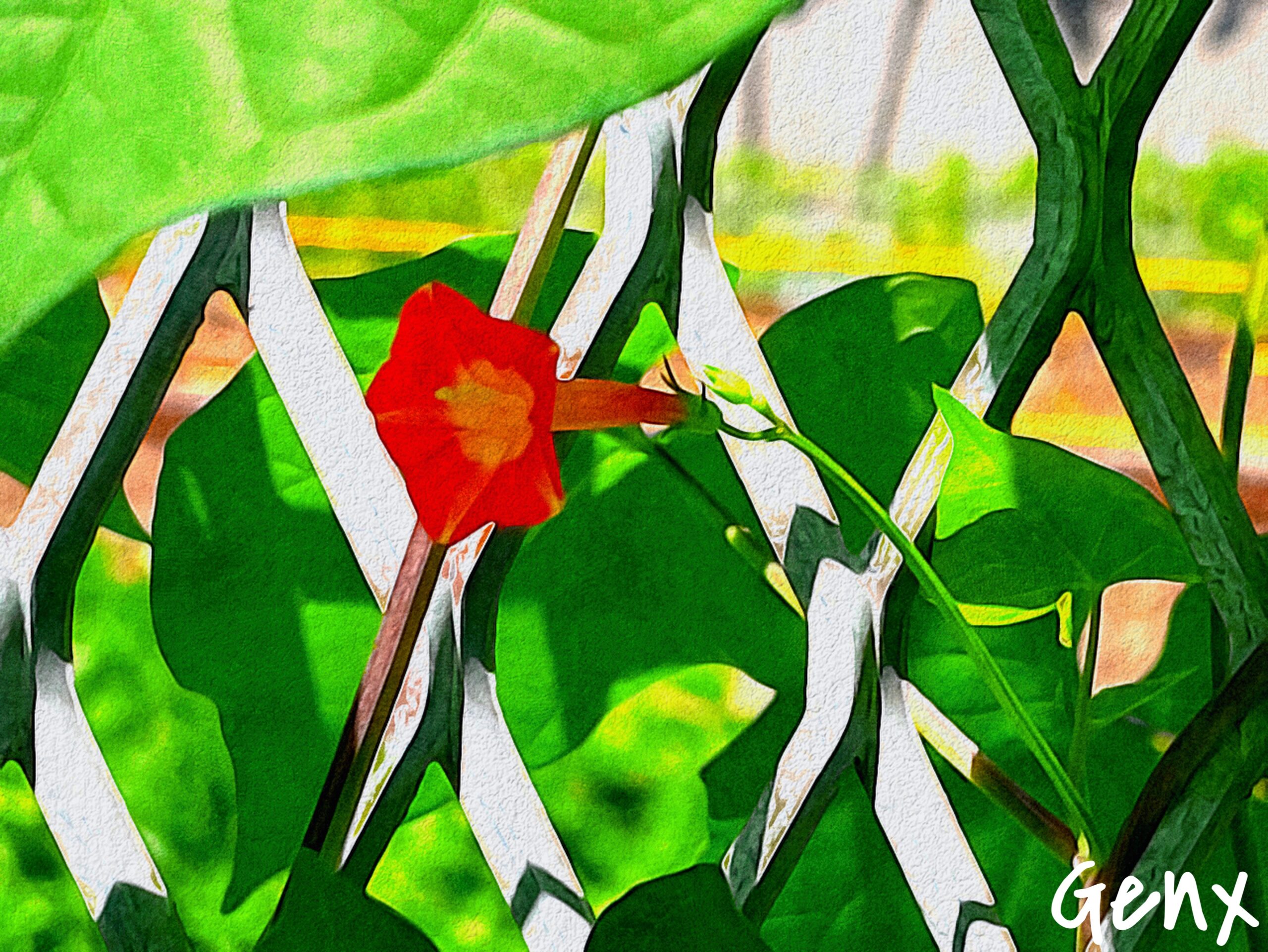 [Art] Ipomoea rubriflora