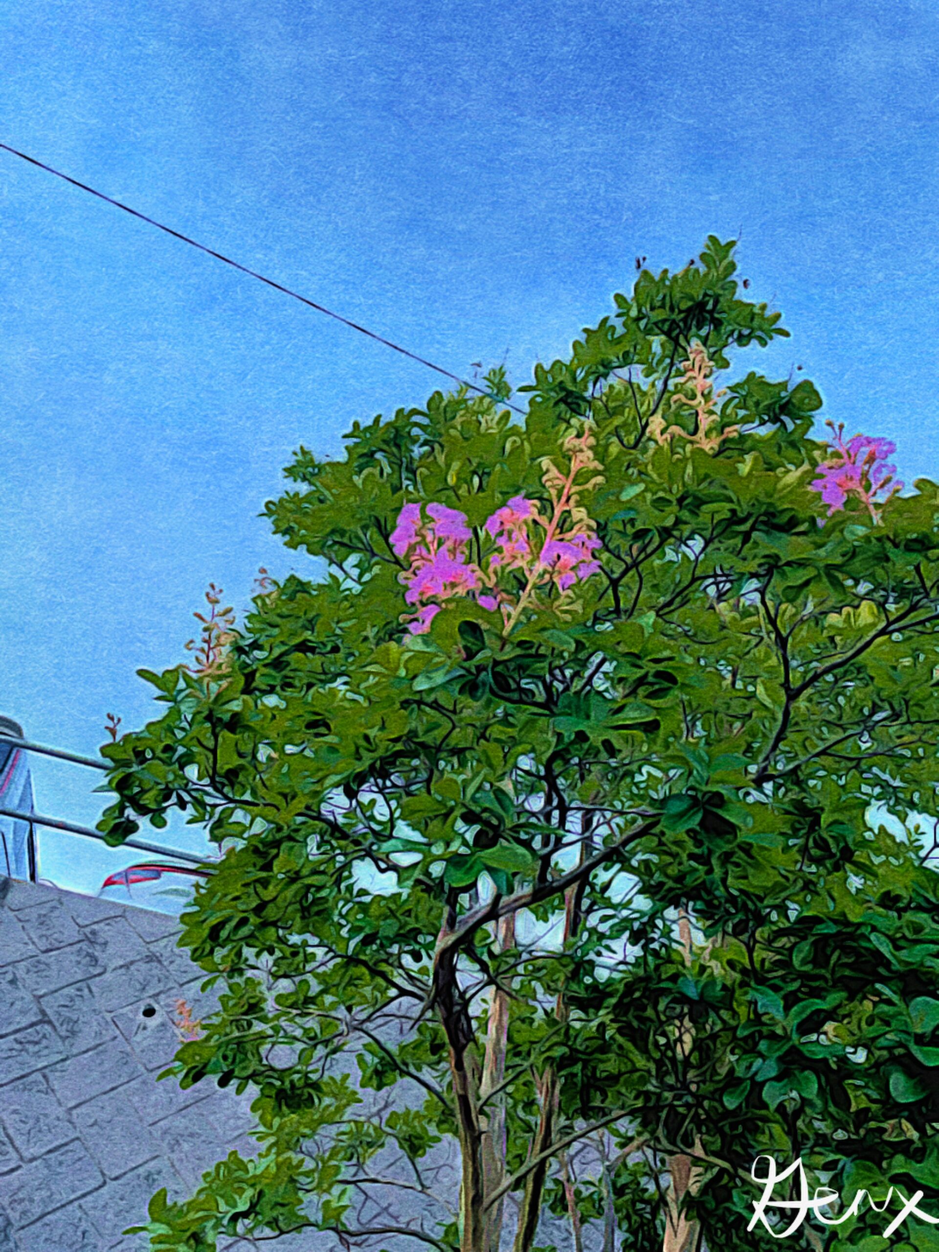 Pink Blossom scaled