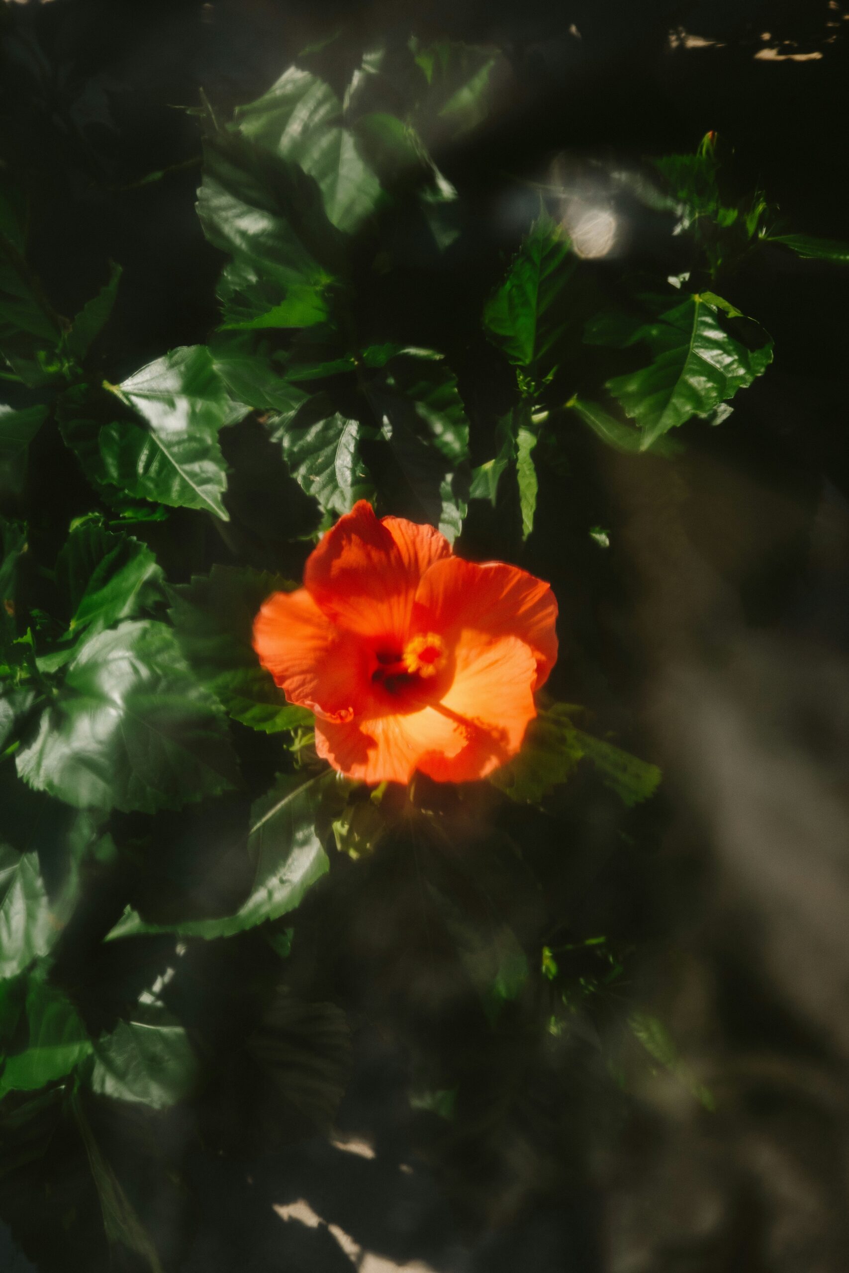 fujiphilm Q3hIBgi0n0k unsplash scaled