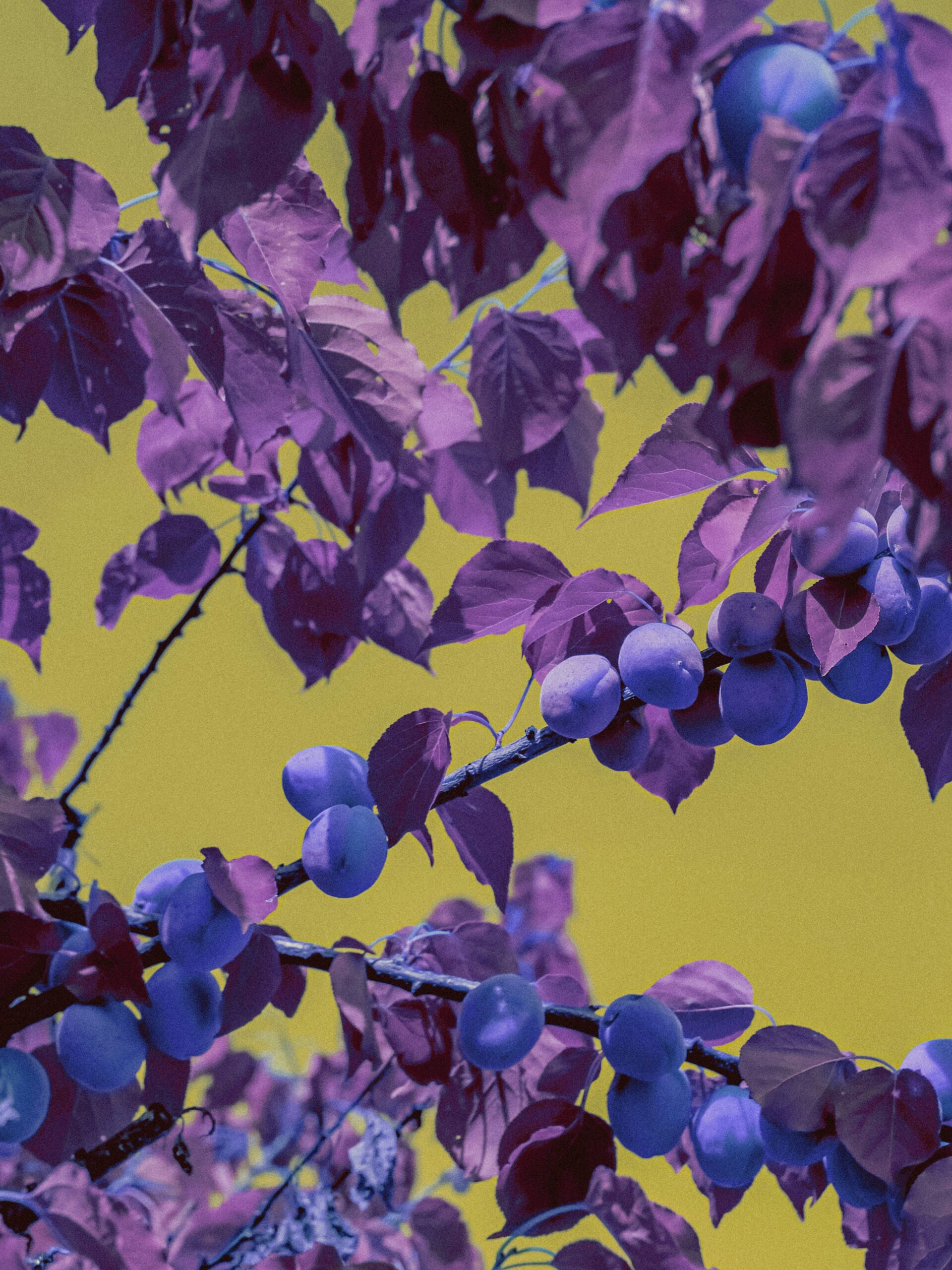 linus belanger 9X MX6NL6xw unsplash scaled