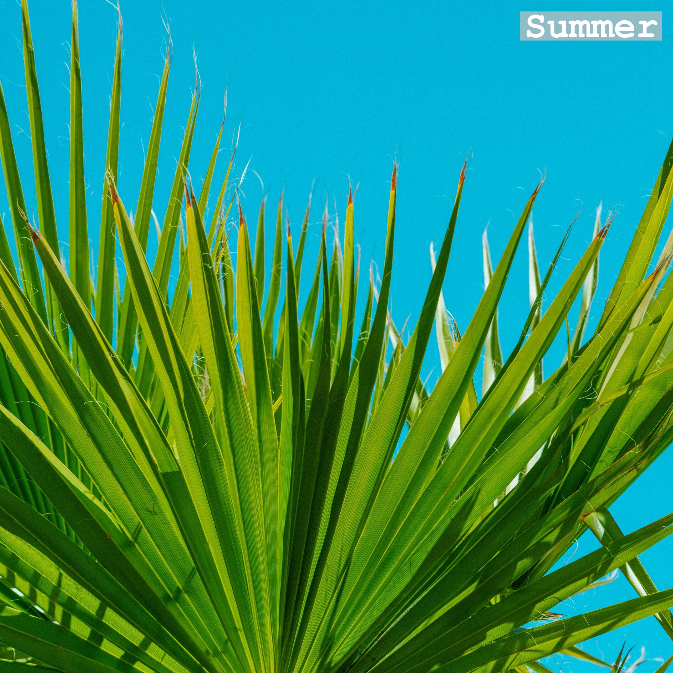 Summer 2 scaled